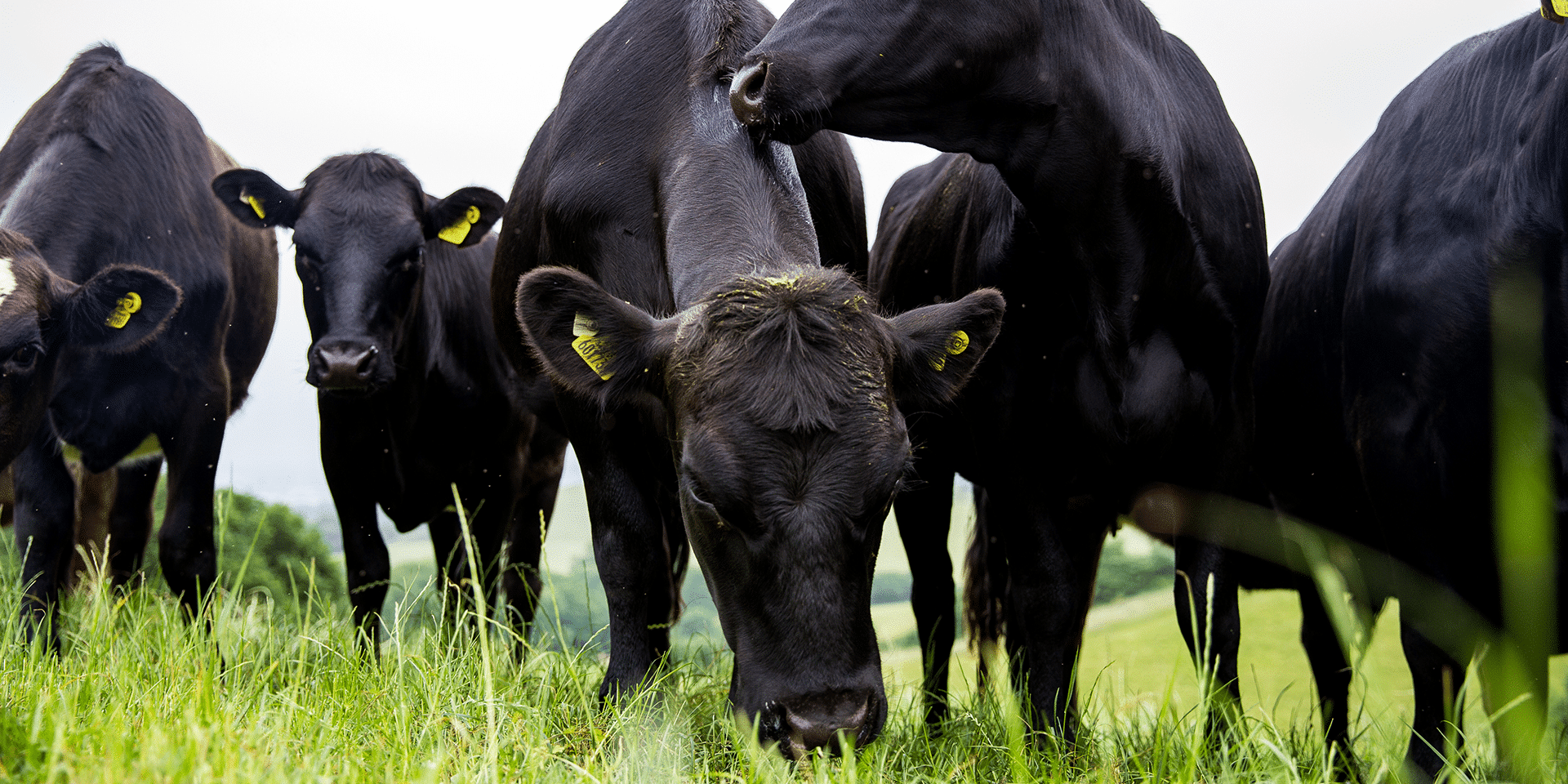 Workforce Management Software Agricultural Sector South Africa Roubler